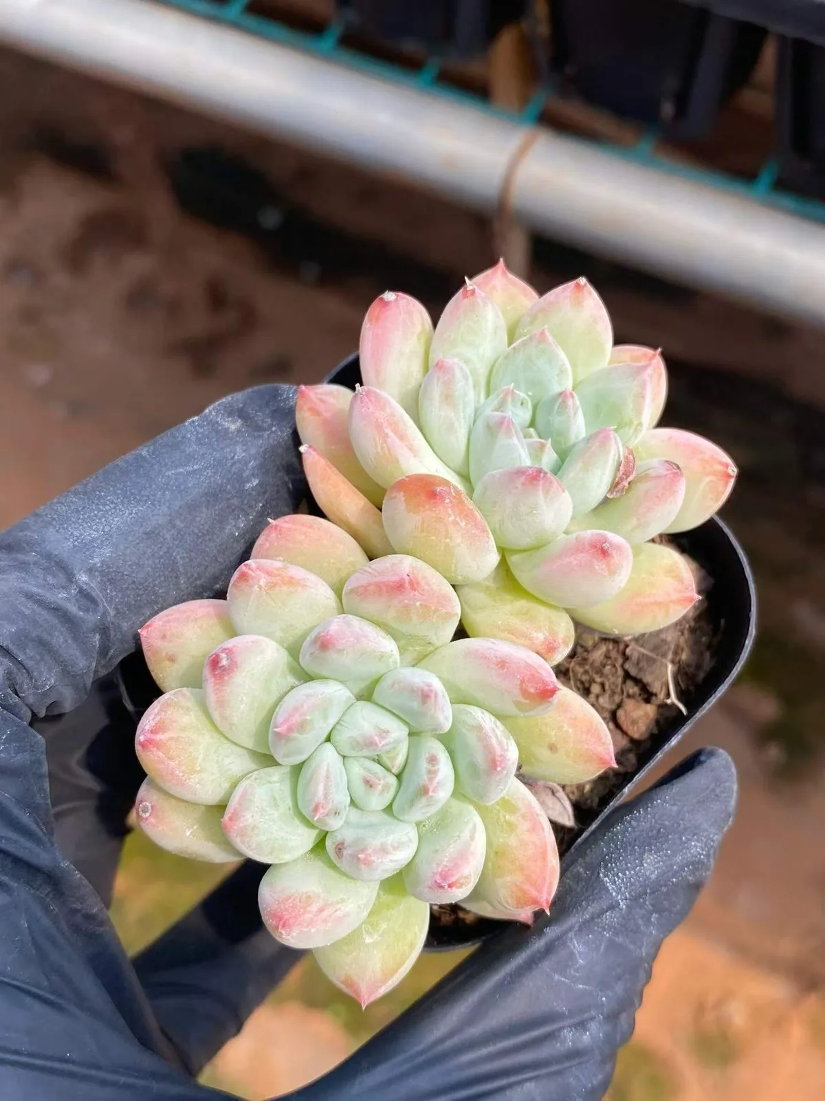 Echeveria 'Merlot' Twin-head (梅洛双头) succulent — wholesale bare-root export, SouthQuest Farm