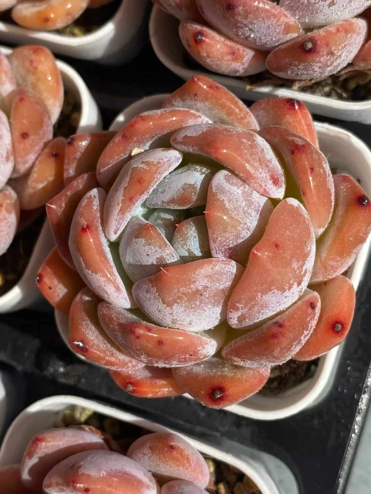 Echeveria 'Monroe' (梦露) succulent — wholesale bare-root export, SouthQuest Farm