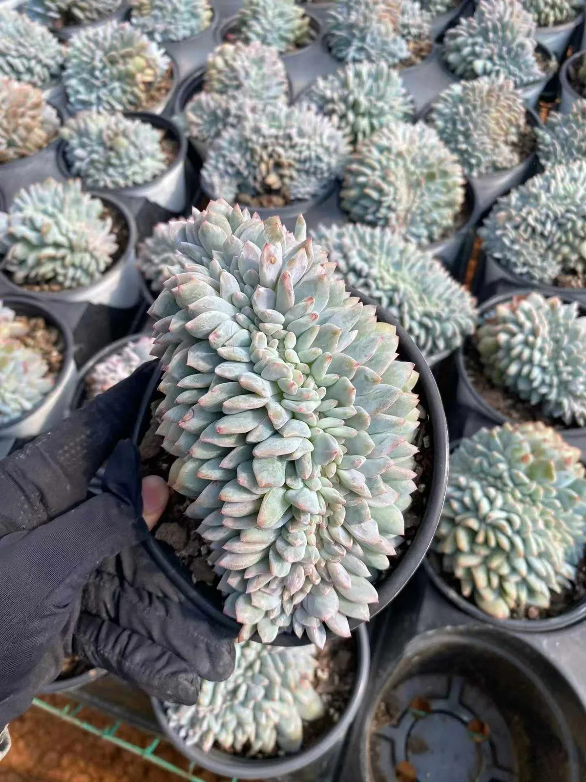 Echeveria 'Monroe' Crested (梦露缀) succulent — wholesale bare-root export, SouthQuest Farm