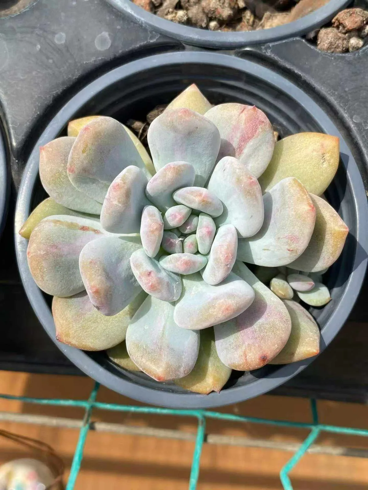 Echeveria 'Monroe' Monstrose (梦露石化) succulent — wholesale bare-root export, SouthQuest Farm