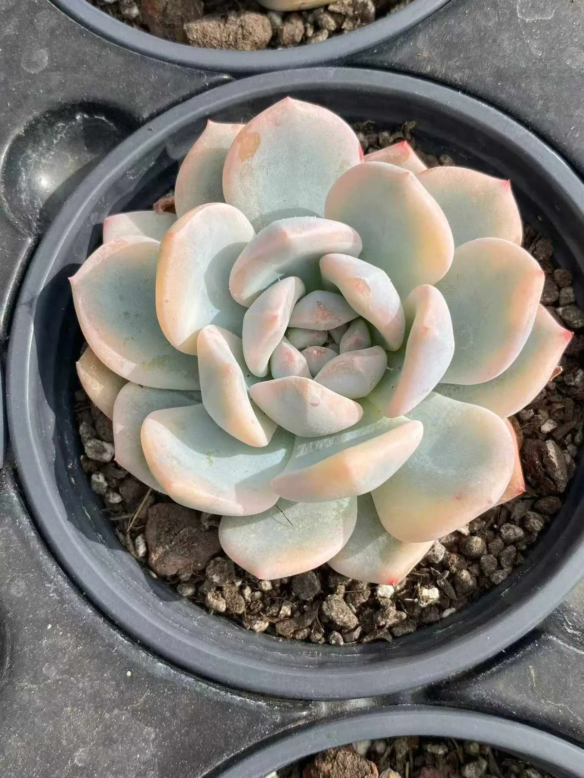 Echeveria 'Monroe' Variegated Single (梦露锦单头) succulent — wholesale bare-root export, SouthQuest Farm