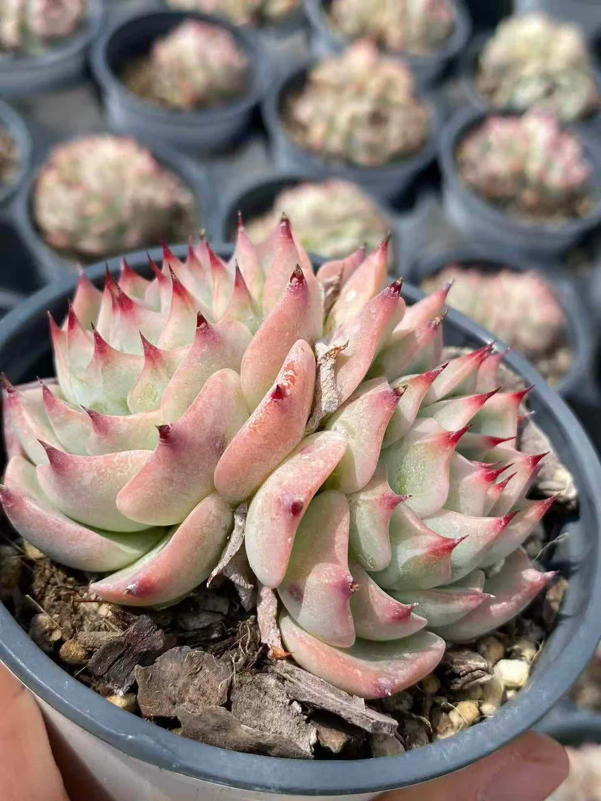 Echeveria 'Oscar' Twin-head (奥斯卡双头) succulent — wholesale bare-root export, SouthQuest Farm