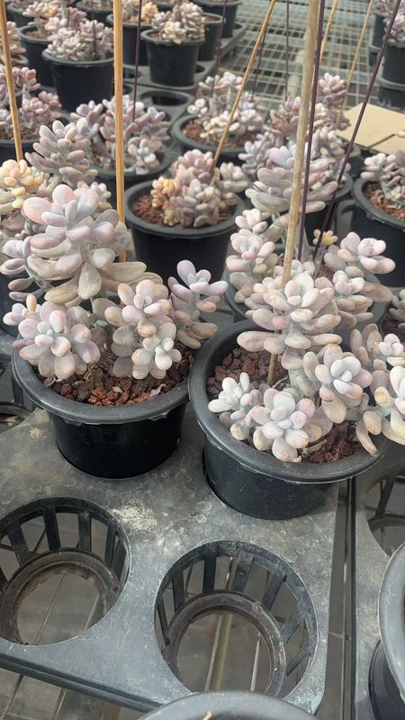 Echeveria 'Peach Egg' (桃蛋锦群) — multi-head cluster, SouthQuest Farm