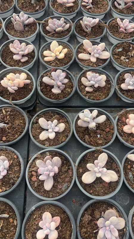 Echeveria 'Peach Egg' (桃蛋锦（12杯）) — potted starter plant, SouthQuest Farm