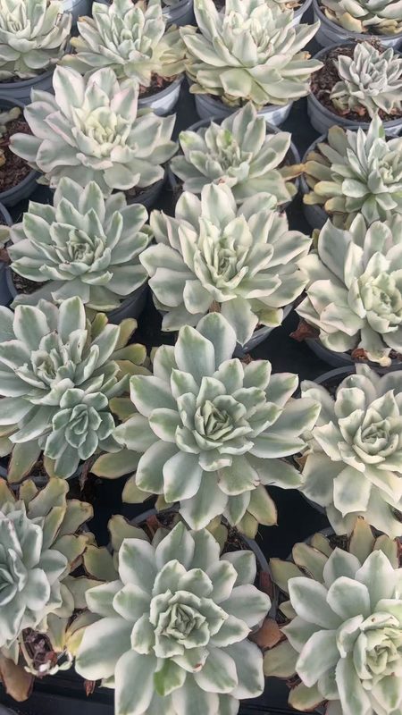 Echeveria 'Purple Butterfly' (紫蝴蝶锦单头（90杯）) — potted starter plant, SouthQuest Farm