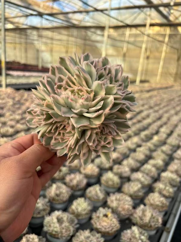 Lavender-pink Echeveria similar to Echeveria Afterglow