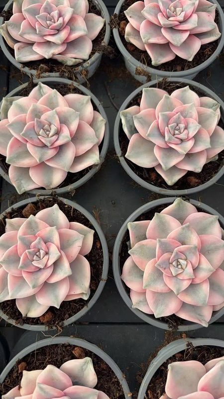 Purple Joy Echeveria