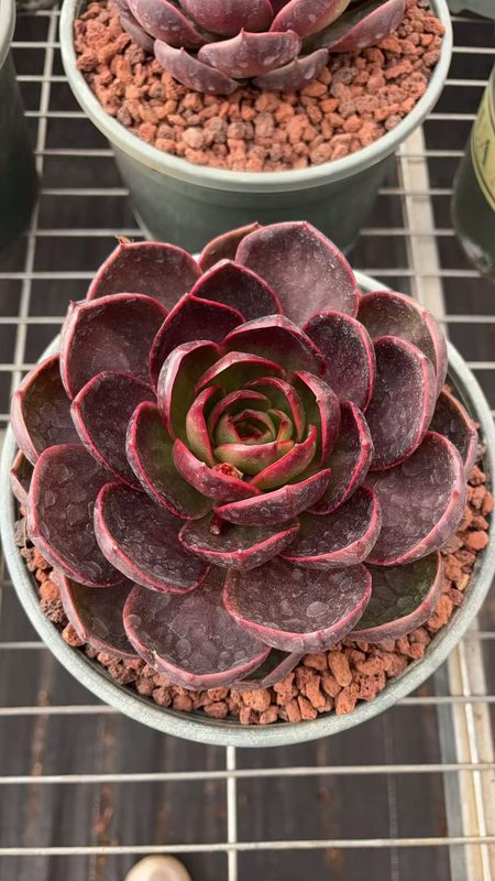 Red Lantern Echeveria