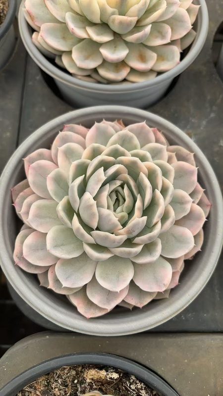 Snowball Echeveria pale rosette similar to Echeveria elegans