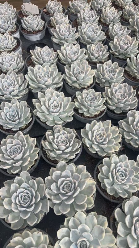 Echeveria 'Snowball' (雪球锦（90杯）) — potted starter plant, SouthQuest Farm