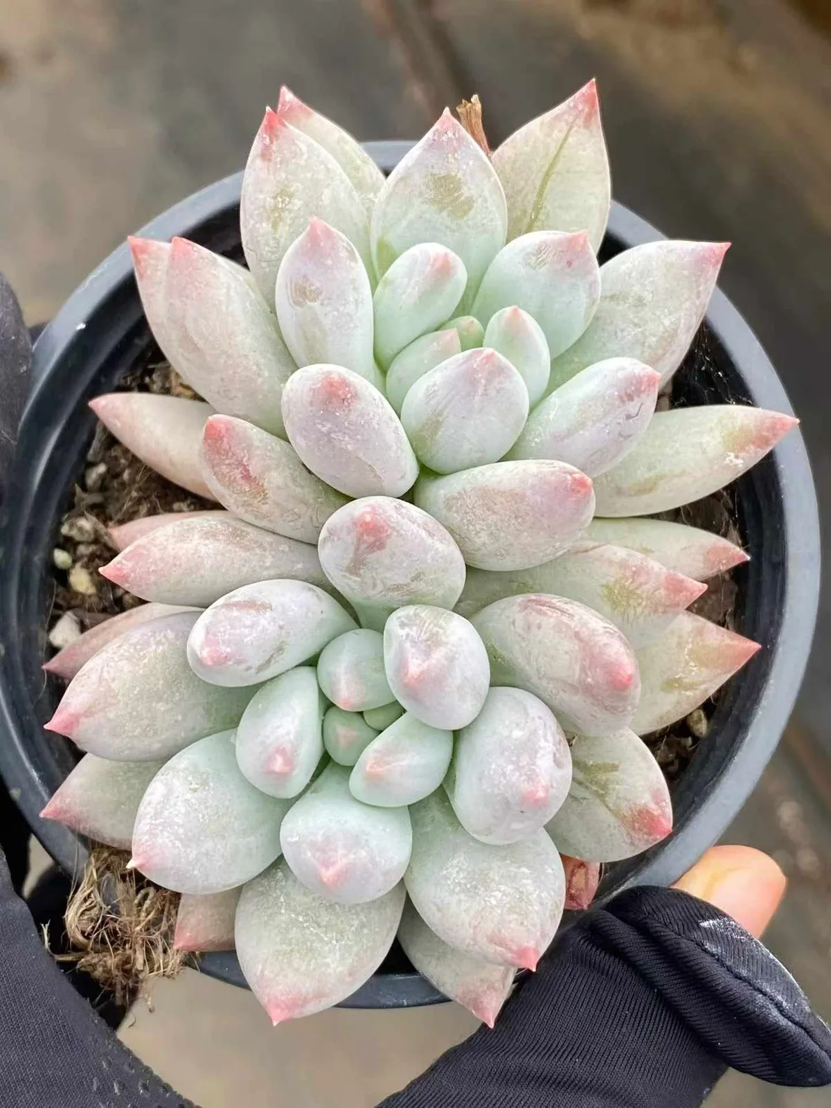 Echeveria 'Solomon' Twin-head (所罗门双头) succulent — wholesale bare-root export, SouthQuest Farm