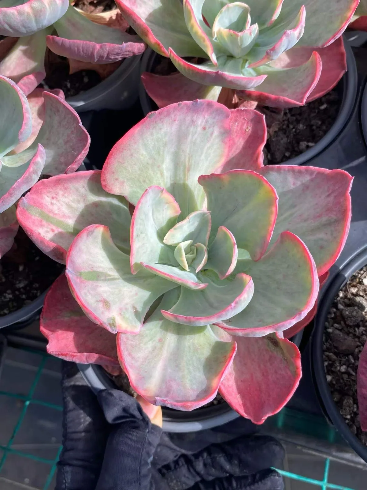 Elegant Beauty Variegated (秀妍锦) succulent — wholesale bare-root export, SouthQuest Farm