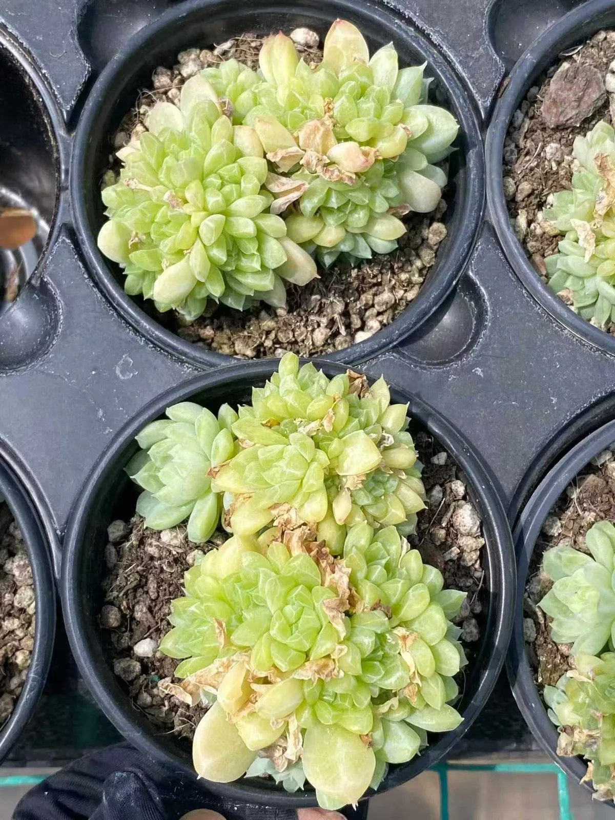 Emerald (绿宝石) succulent — wholesale bare-root export, SouthQuest Farm