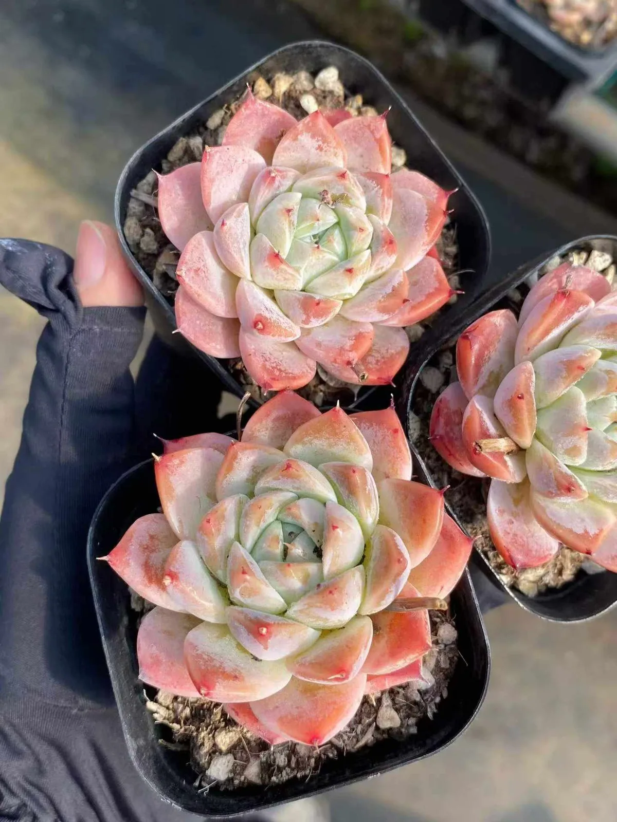 Fair Lady Single (佳人单头) succulent — wholesale bare-root export, SouthQuest Farm