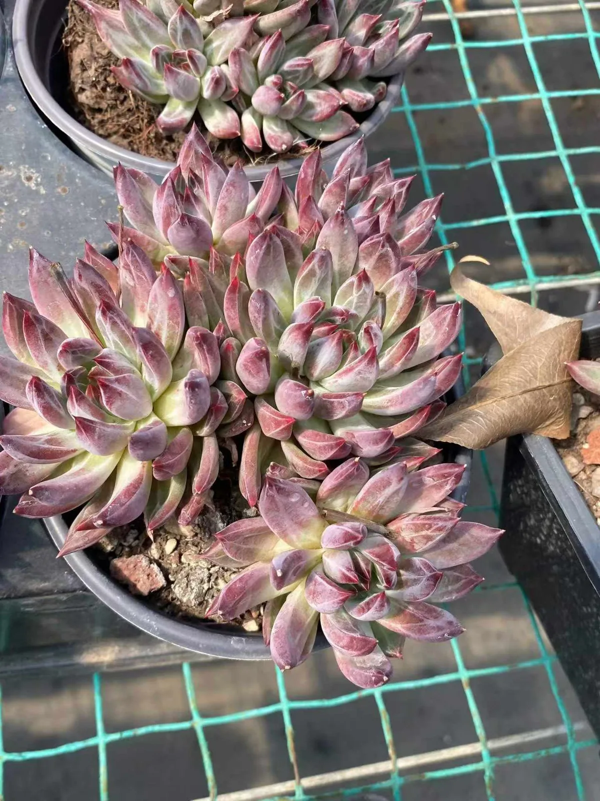 Finnish Night 5 Heads (芬兰之夜五头) succulent — wholesale bare-root export, SouthQuest Farm