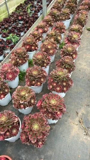 Aeonium 'Fragrant Concubine' (香妃) succulent — wholesale bare-root export from Yunnan, China