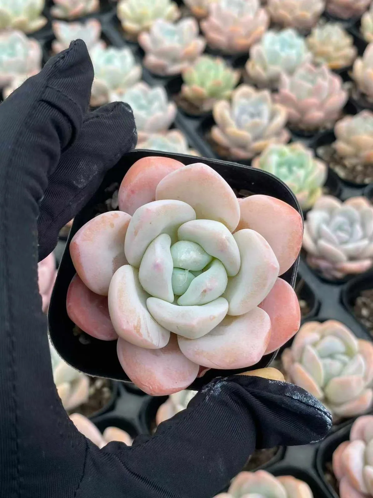 Frost Flower (霜花) succulent — wholesale bare-root export, SouthQuest Farm