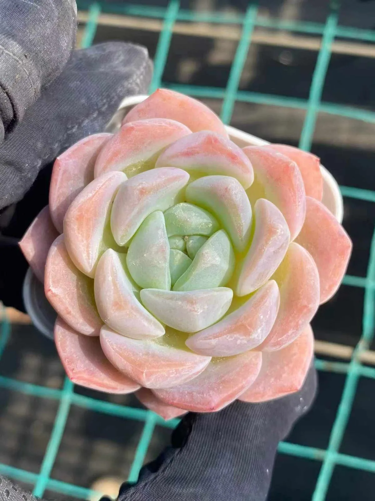 Echeveria Frost Flower (霜花) succulent — wholesale bare-root export from Yunnan, China (1 of 4)