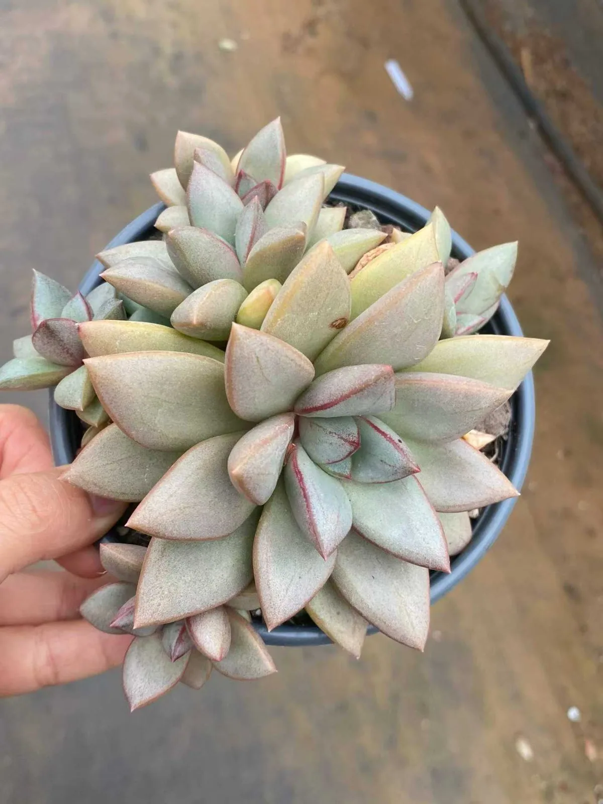 General (将军) succulent — wholesale bare-root export, SouthQuest Farm