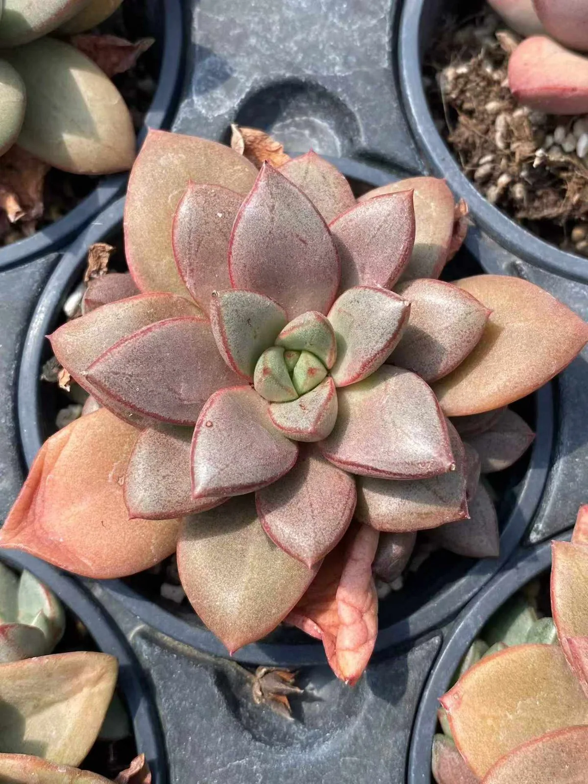 General Single (将军单头) succulent — wholesale bare-root export, SouthQuest Farm