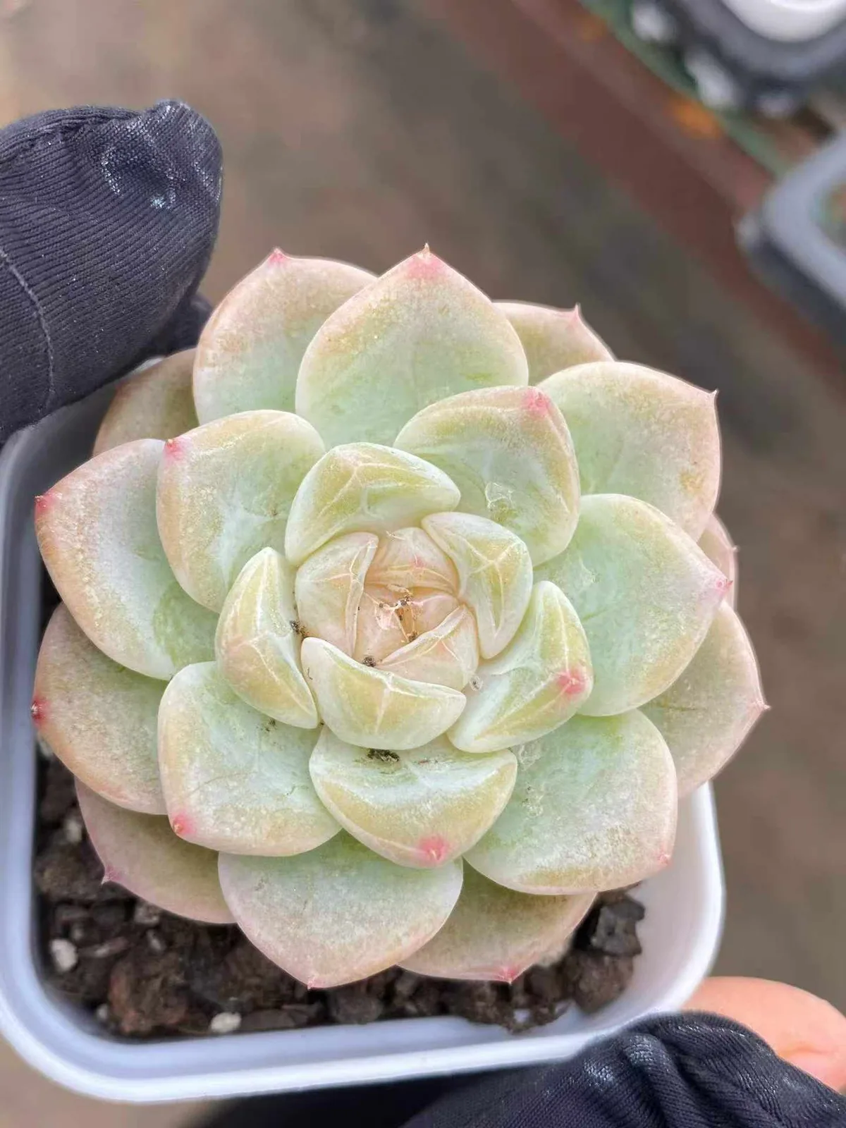 Glass Bead (玻璃珠) succulent — wholesale bare-root export, SouthQuest Farm