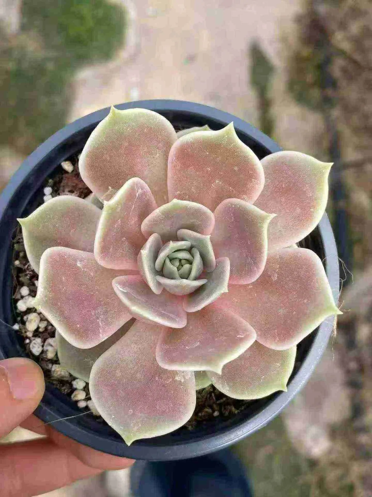 Glazed Moon (琉璃月) succulent — wholesale bare-root export, SouthQuest Farm