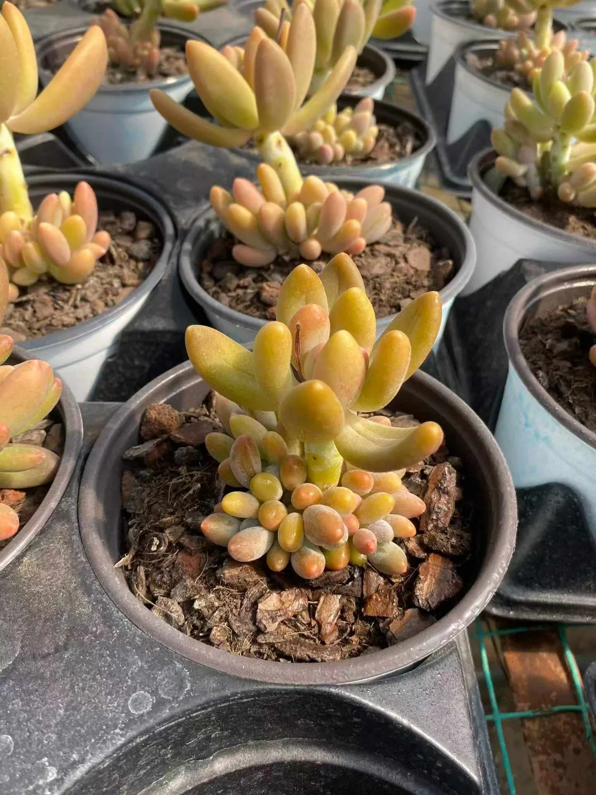 Glowing Beauty (琉光美人) succulent — wholesale bare-root export, SouthQuest Farm
