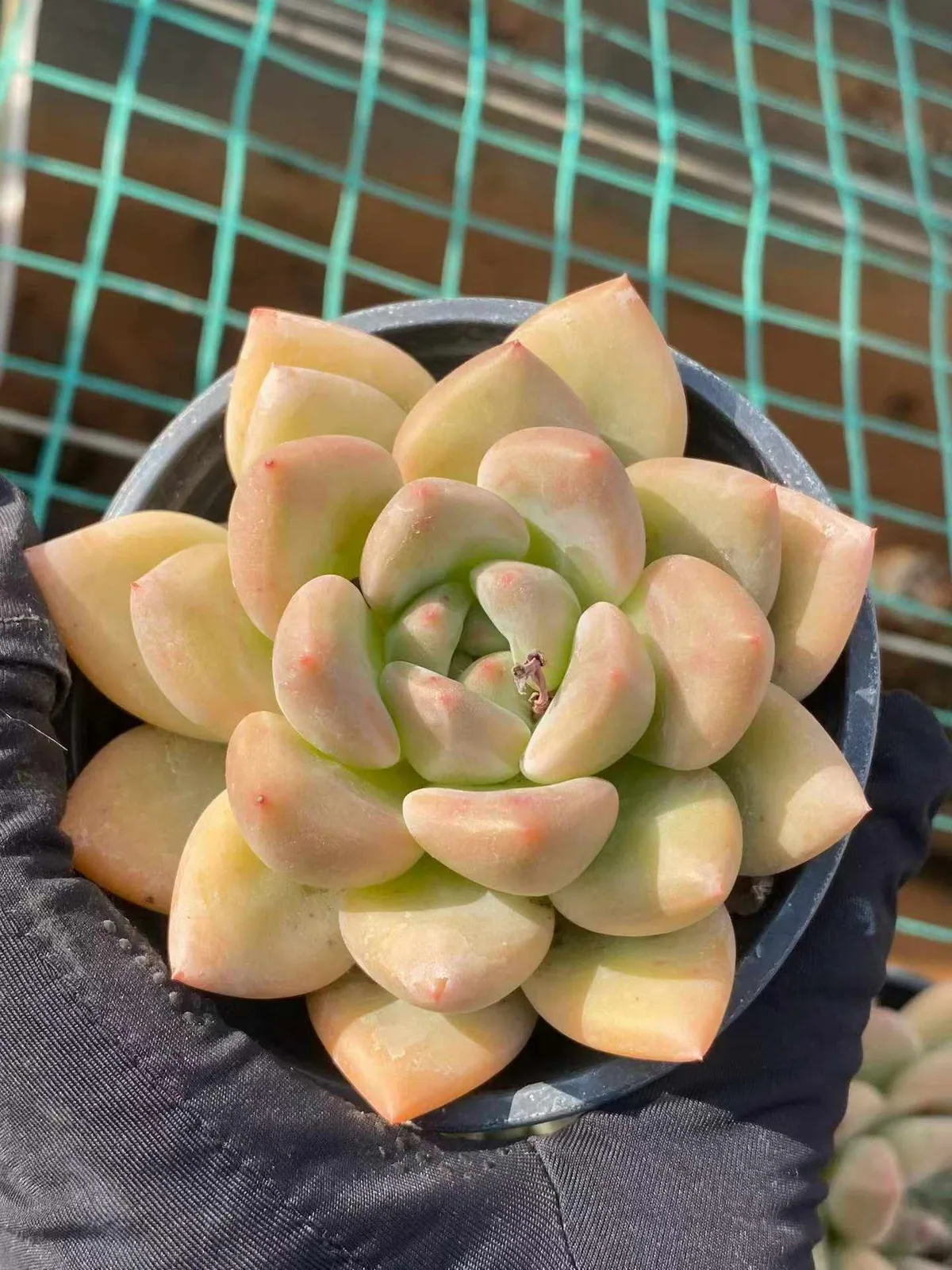Golden Chartreuse (黄金鹅黄) succulent — wholesale bare-root export, SouthQuest Farm