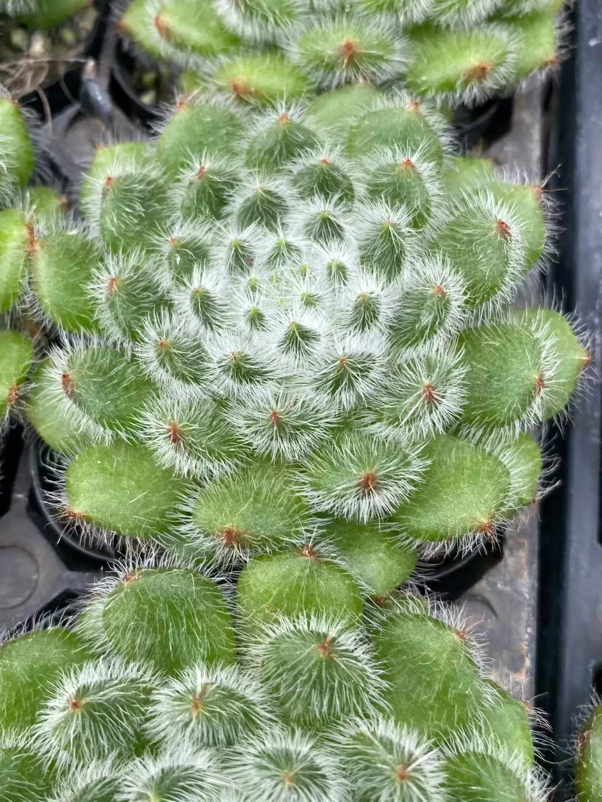 Golden Fruit (黄金果) succulent — wholesale bare-root export, SouthQuest Farm