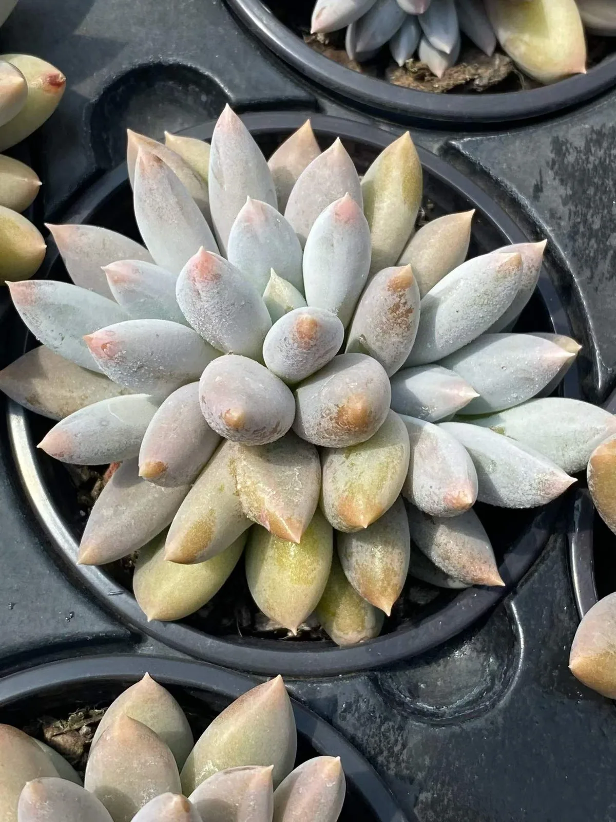 Gothic Cluster (哥特群) succulent — wholesale bare-root export, SouthQuest Farm