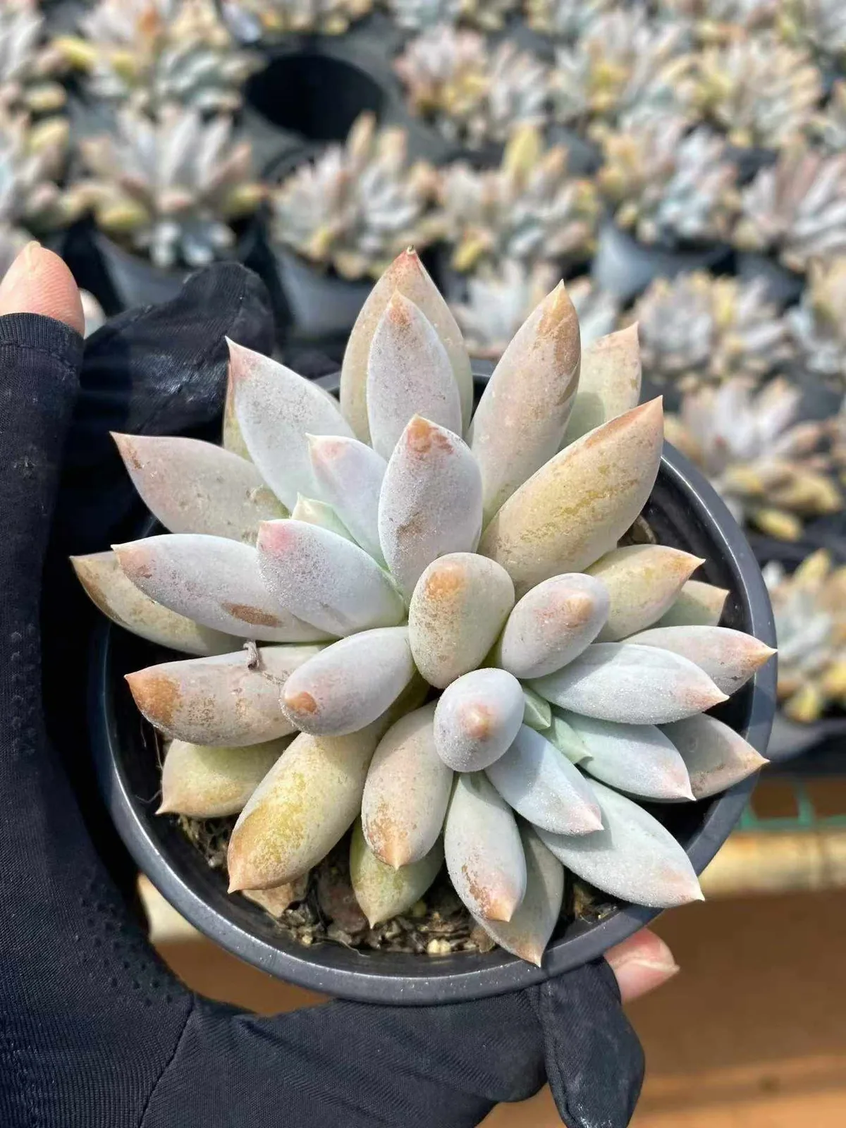 Gothic Twin-head (哥特双头) succulent — wholesale bare-root export, SouthQuest Farm