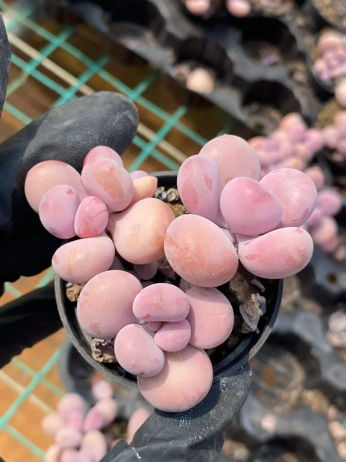 Graptopetalum amethystinum Cluster (桃蛋群) succulent — wholesale bare-root export, SouthQuest Farm