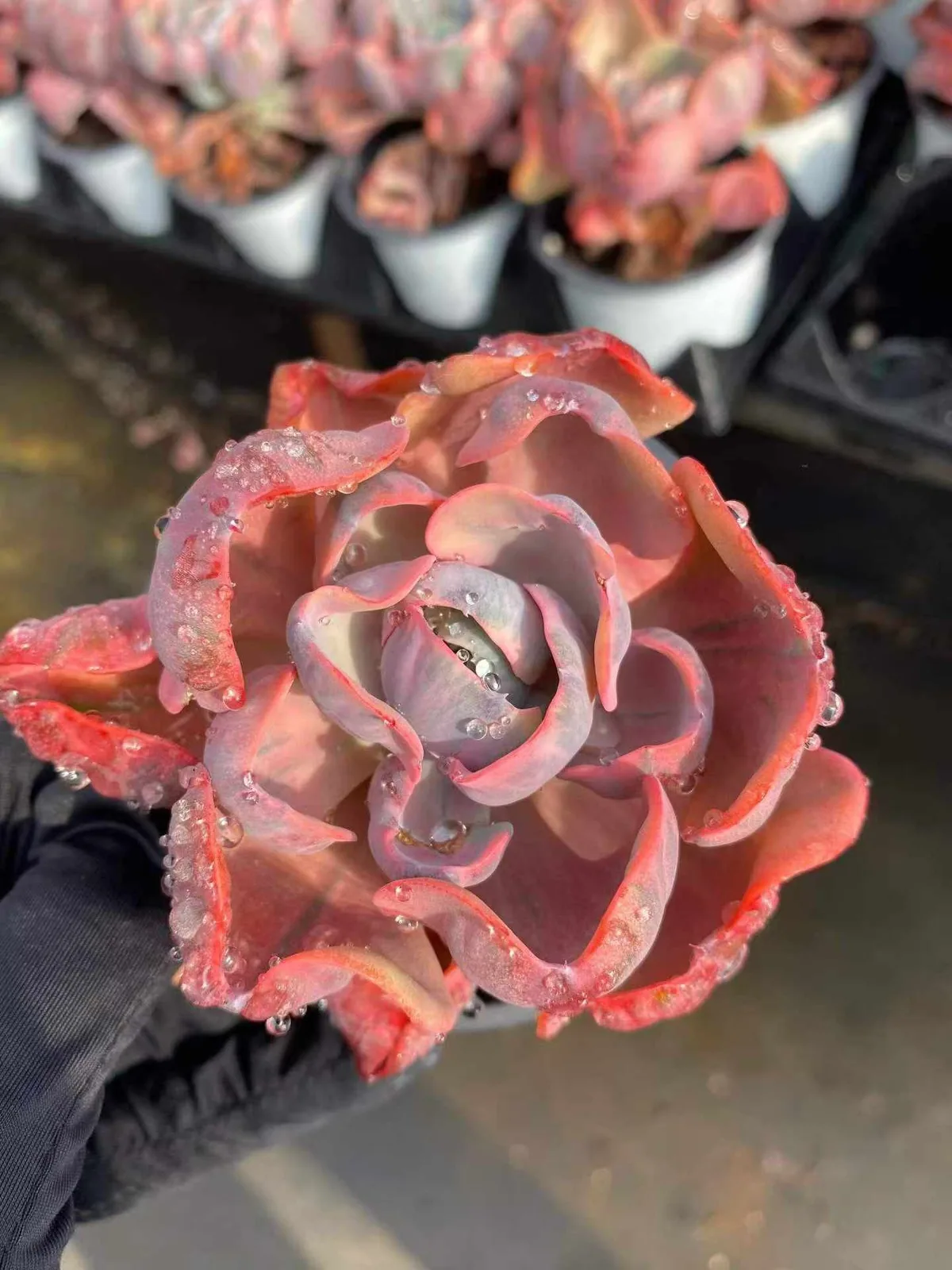 Heart Moon Variegated (心之月锦) succulent — wholesale bare-root export, SouthQuest Farm