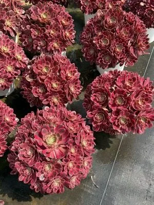 Aeonium 'Silk Wash' Old Stem, Large Cluster (浣纱老桩大群) succulent — wholesale bare-root export from Yunnan, China