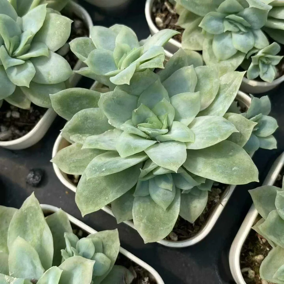 Ice Flake Variegated (冰片锦) succulent — wholesale bare-root export, SouthQuest Farm