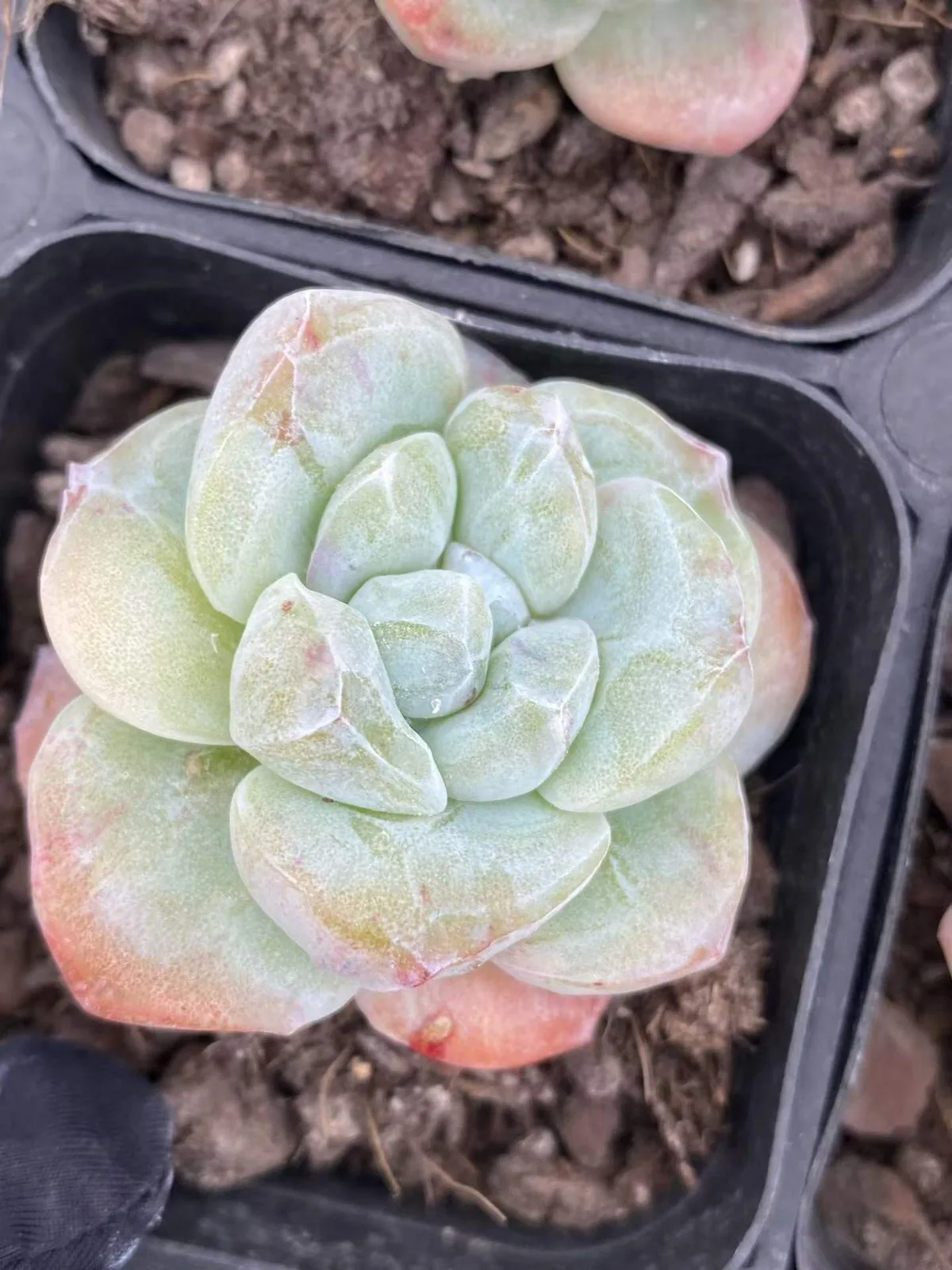 Ice Jade Monstrose (冰玉石化) succulent — wholesale bare-root export, SouthQuest Farm