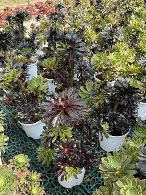 Aeonium 'Ink Wash Painting' (水墨丹青) succulent — wholesale bare-root export from Yunnan, China