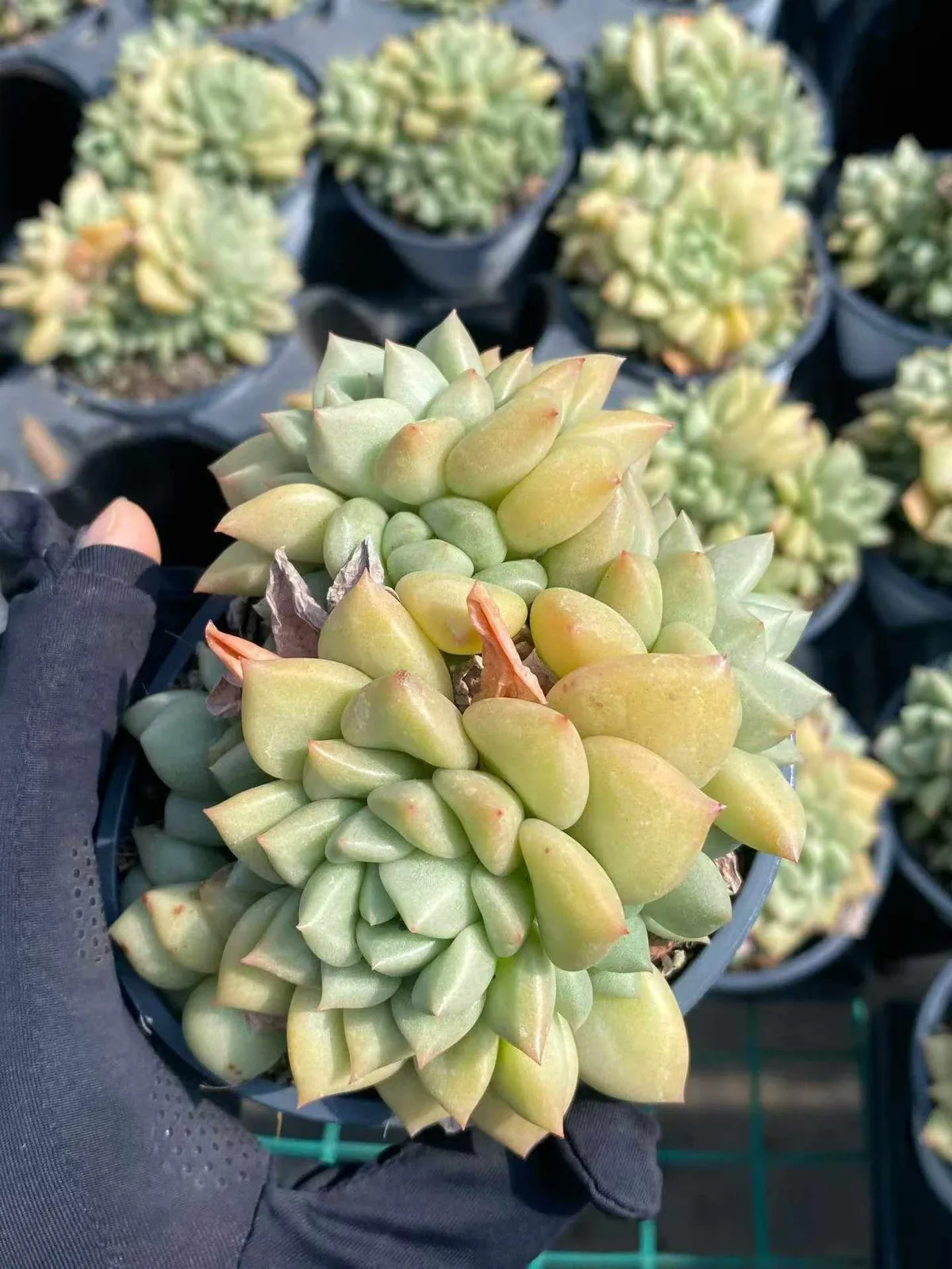 Ivory Cluster (象牙群) succulent — wholesale bare-root export, SouthQuest Farm