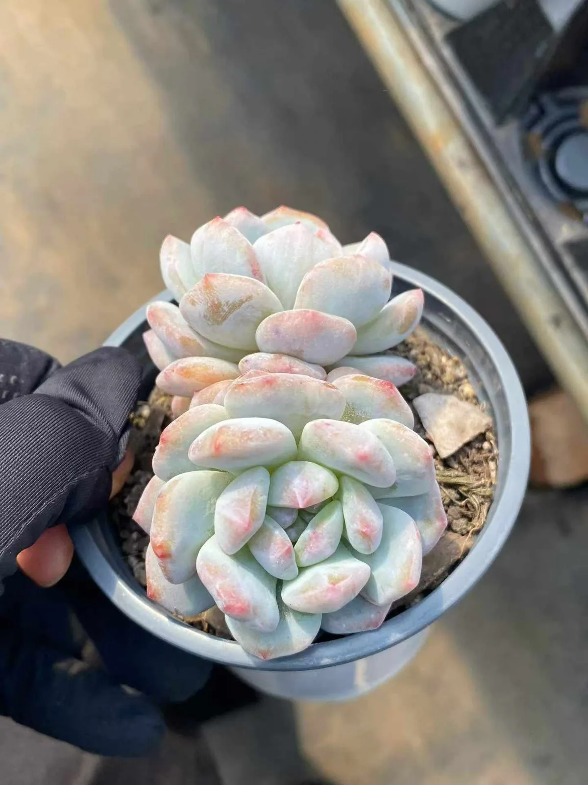 Jade Hibiscus Monstrose Twin-head (玉芙蓉石化双头) succulent — wholesale bare-root export, SouthQuest Farm