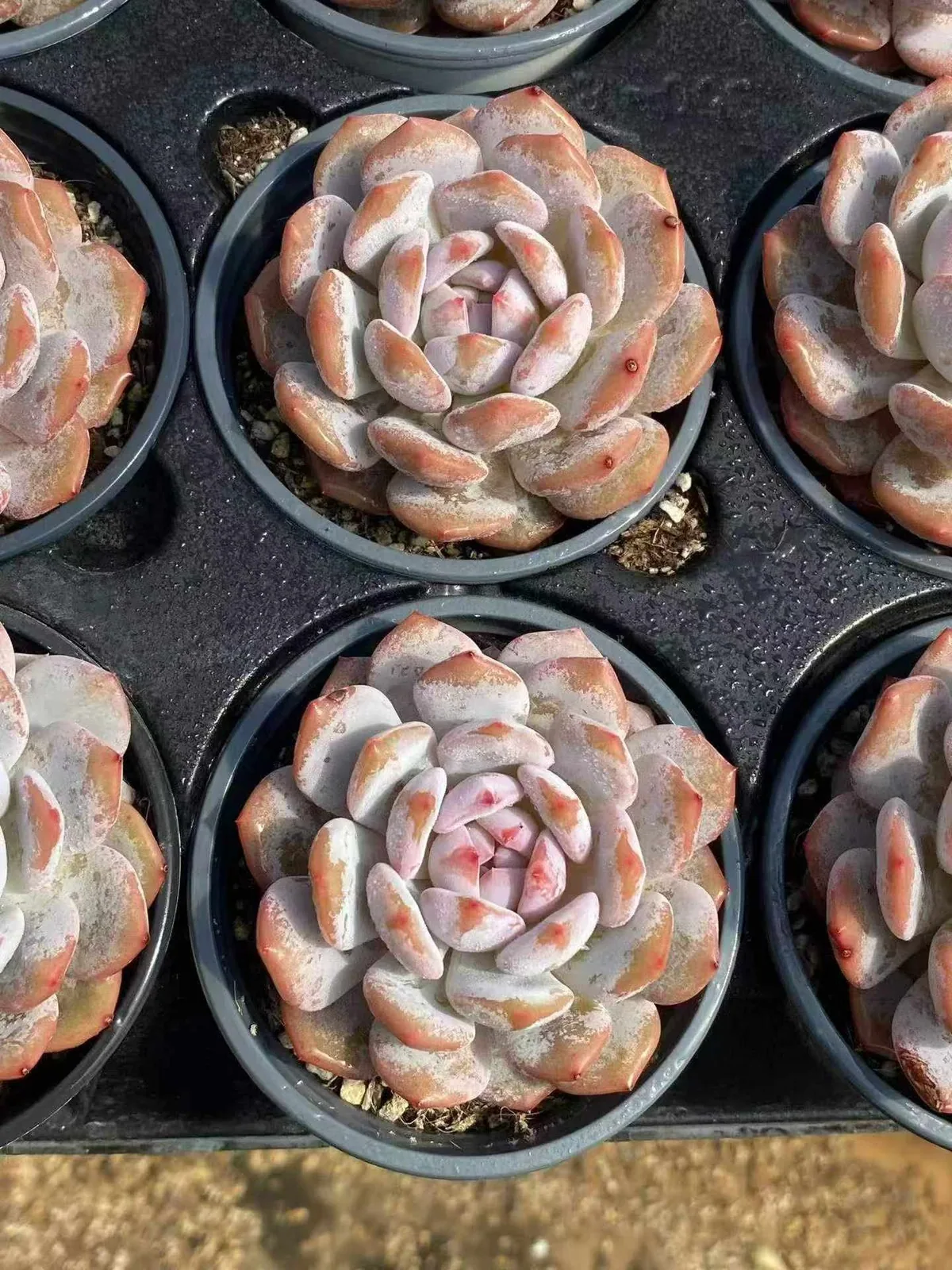 Jade Hibiscus Single (玉芙蓉单头) succulent — wholesale bare-root export, SouthQuest Farm