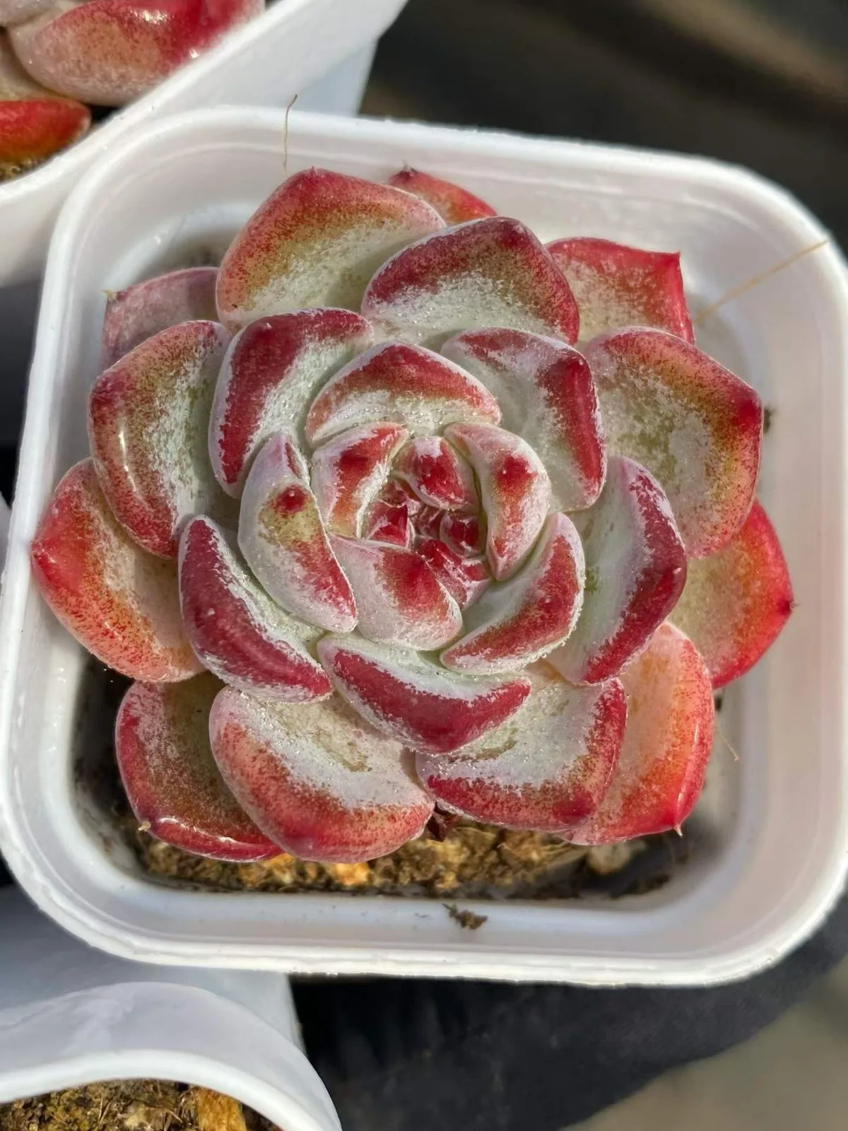 Jasmine (茉莉花) succulent — wholesale bare-root export, SouthQuest Farm