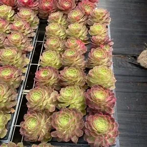 Aeonium 'Kaleidoscope' Plug Tray (万花筒穴盘) succulent — wholesale bare-root export from Yunnan, China