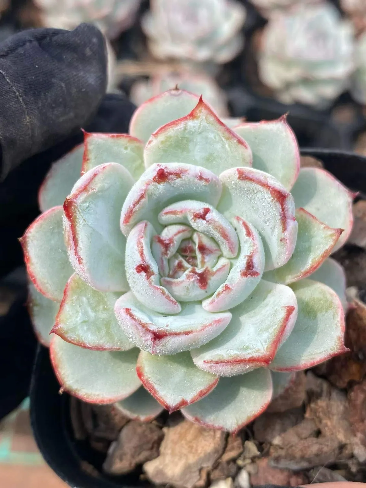 Lace (蕾丝) succulent — wholesale bare-root export, SouthQuest Farm
