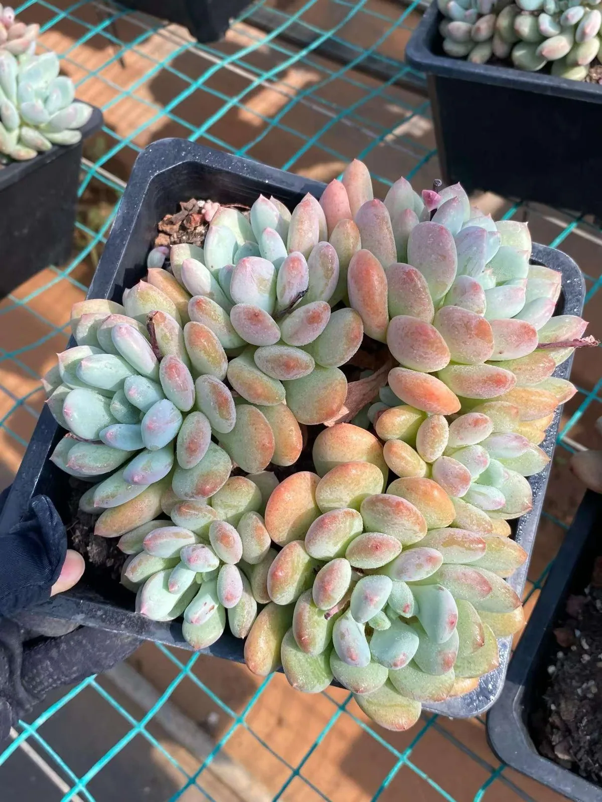 Lady Zelda (塞尔达殿下) succulent — wholesale bare-root export, SouthQuest Farm