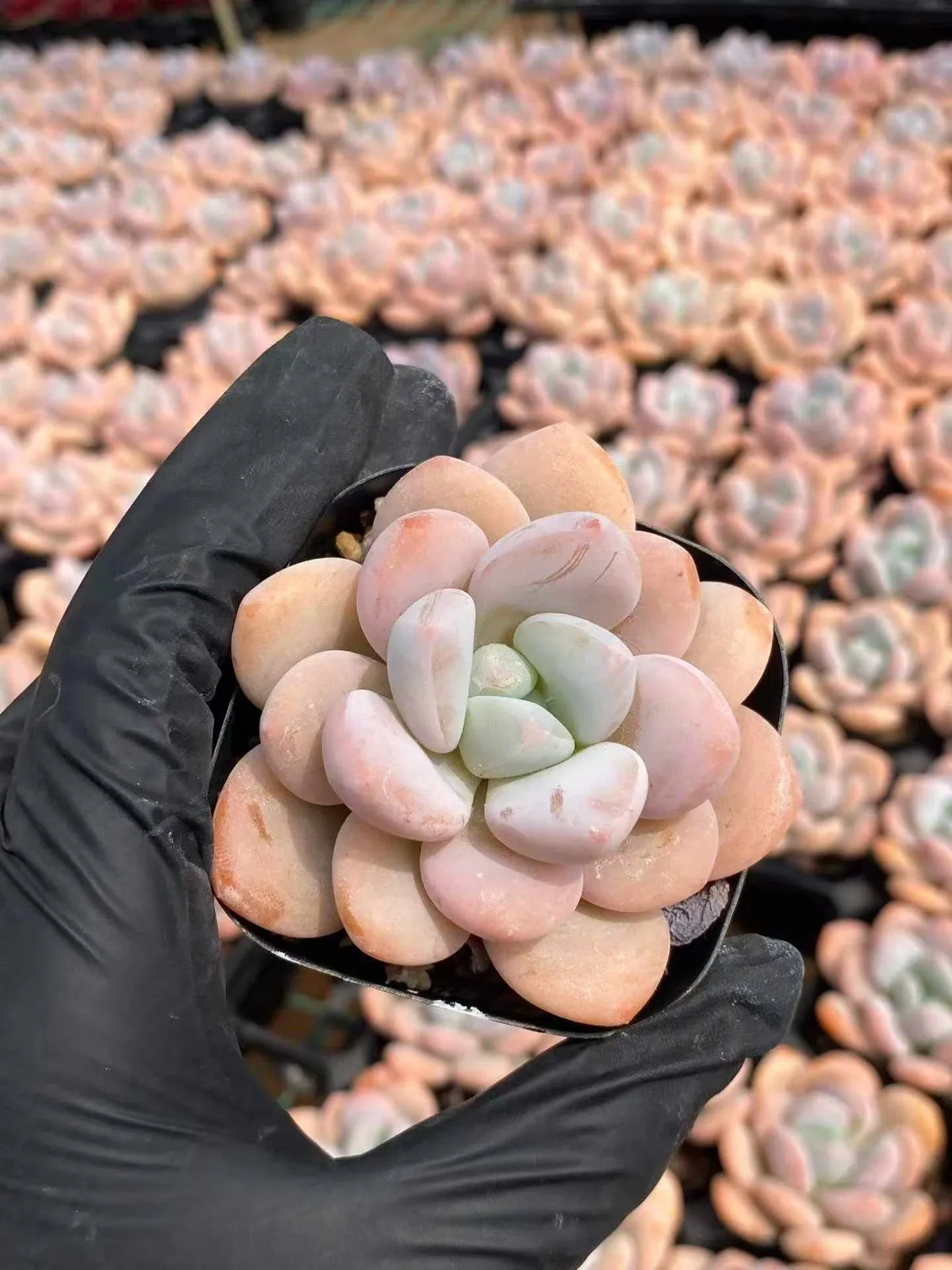 Laurel (月桂) succulent — wholesale bare-root export, SouthQuest Farm