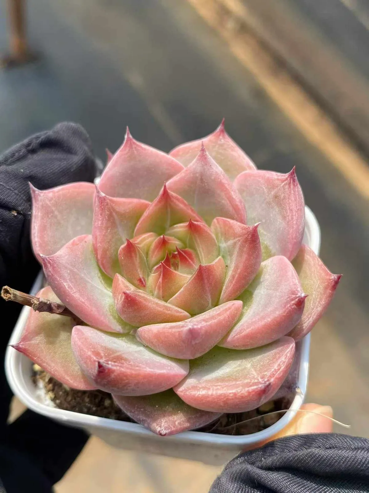Little Wedding Ring sp. (小婚戒sp) succulent — wholesale bare-root export, SouthQuest Farm