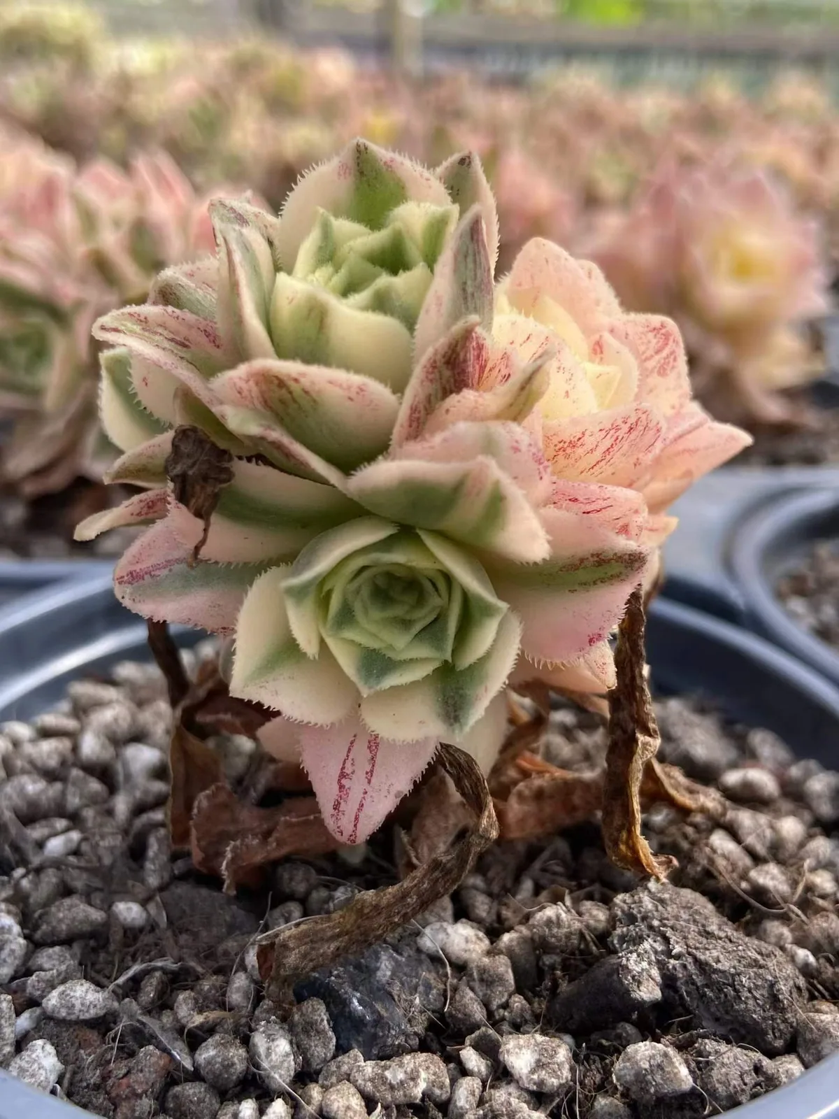 Little White Phoenix (小白凤) succulent — wholesale bare-root export, SouthQuest Farm