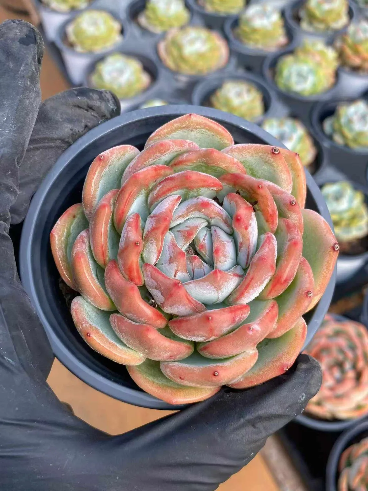 Longing (长相思) succulent — wholesale bare-root export, SouthQuest Farm