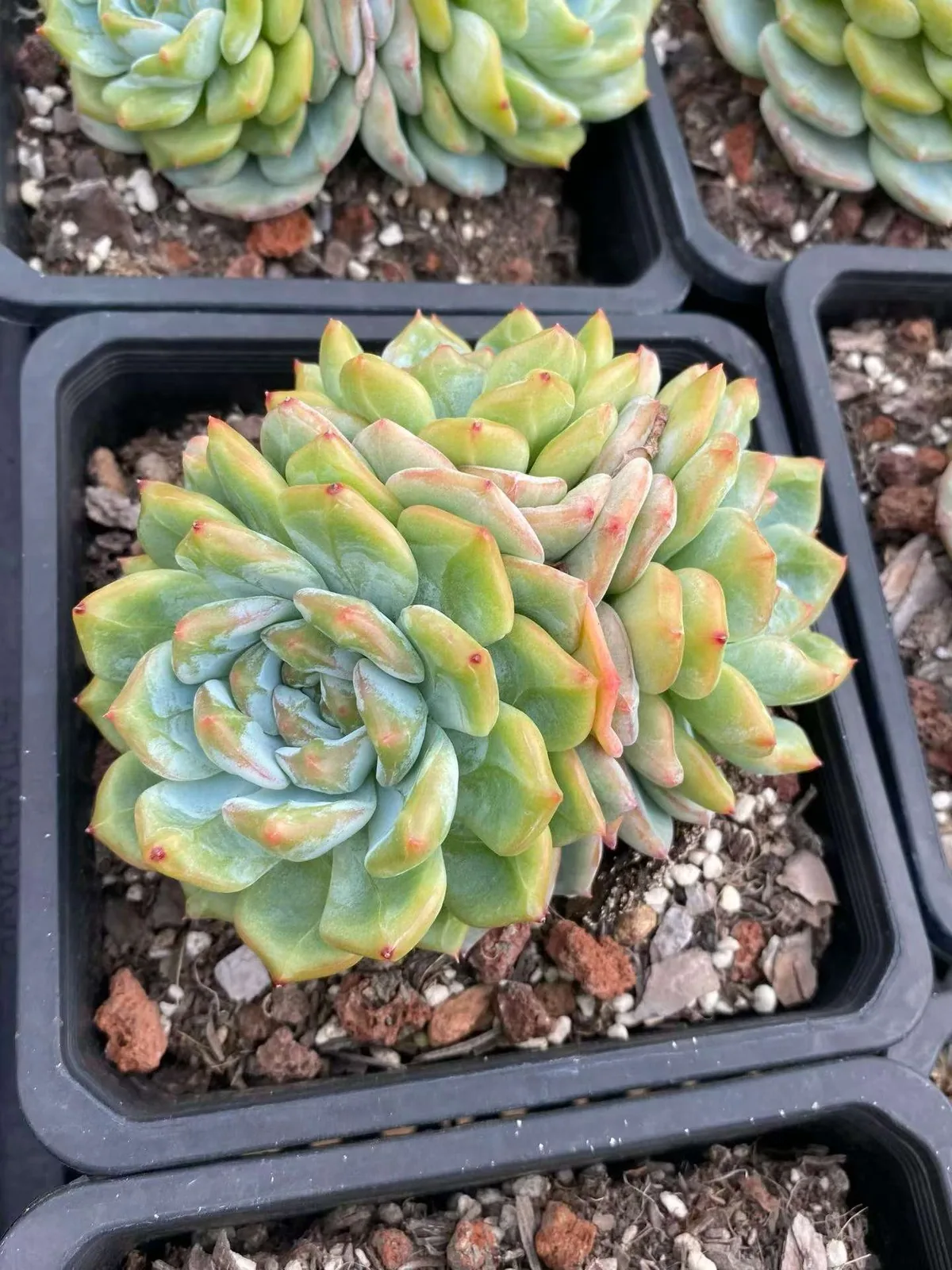 Longing Cluster (长相思群) succulent — wholesale bare-root export, SouthQuest Farm