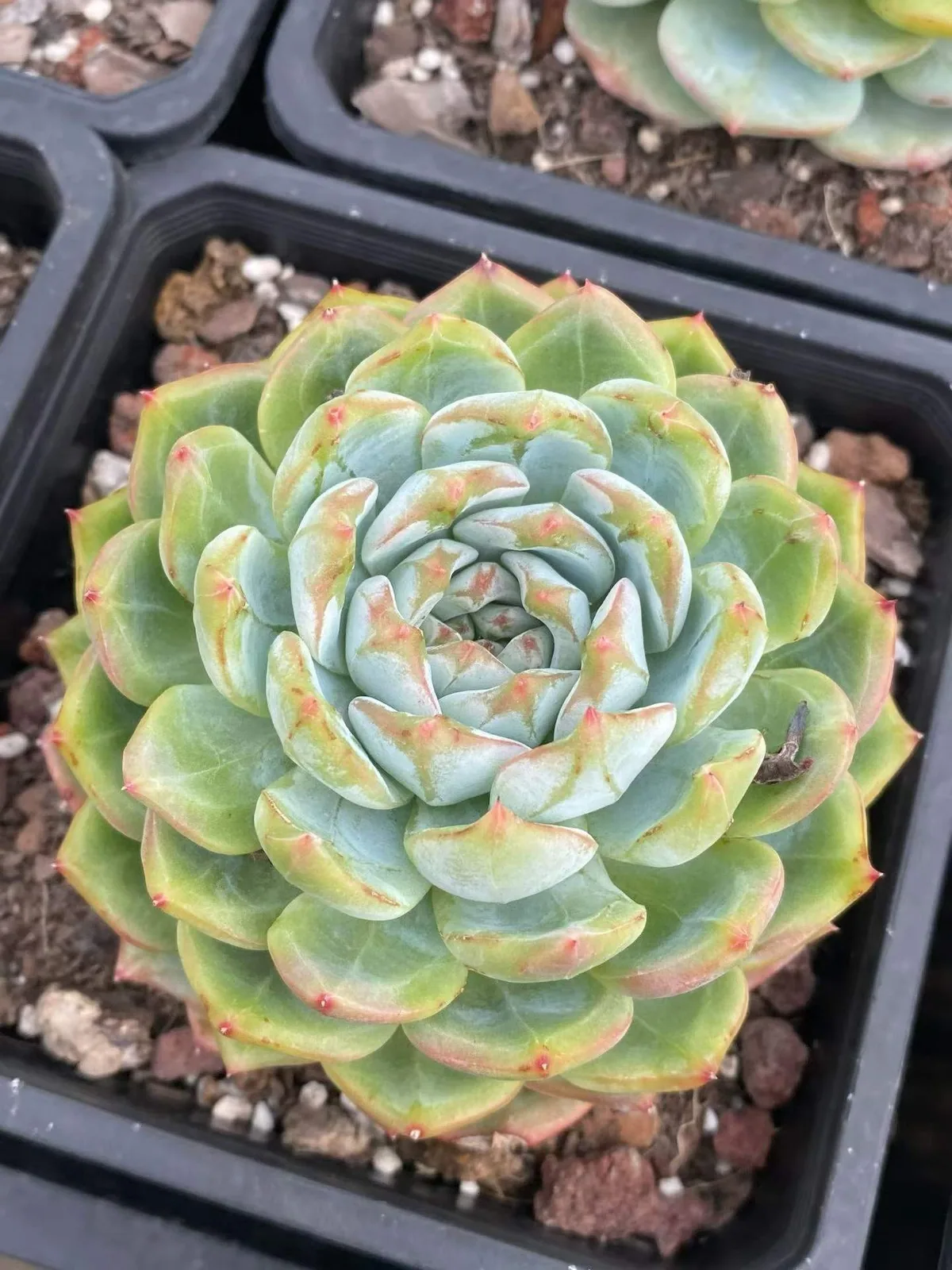 Longing Single (长相思单头) succulent — wholesale bare-root export, SouthQuest Farm